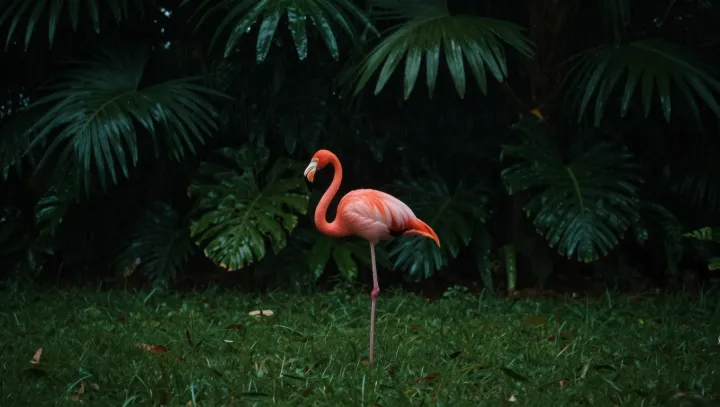 Why Africa’s pink icon is turning up in China