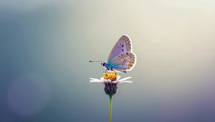 Крыло бабочки под микроскопом… это что за магия