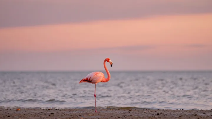 Why Flamingos Dance In Perfect Sync
