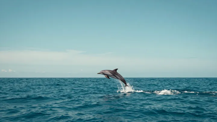 The Science Behind a Dolphin’s Fixed Smile
