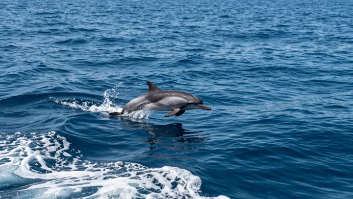 Delfíni, kteří spí s jedním okem otevřeným
