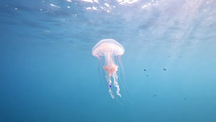 Jellyfish Are Not Drifters but Hunters