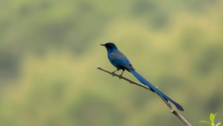 Why a rainforest bird dares to sit in the open