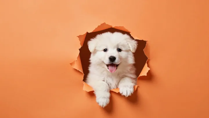 How Blind Newborn Pups Find Their Mother