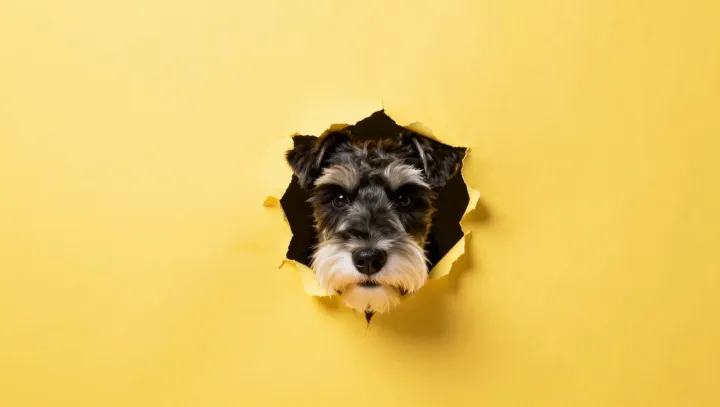 Why Puppies Love Baby-Talk More Than Babies