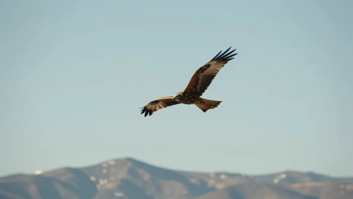 Káně zlaté v dlouhém výcviku nad nekonečnými stepmi