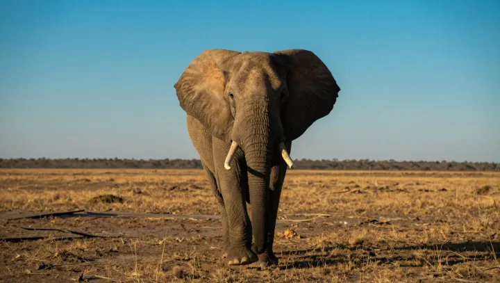 Proč sloni následují babičky, ne krále