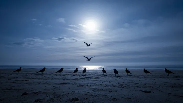 Mořští ptáci spí jen s polovinou mozku