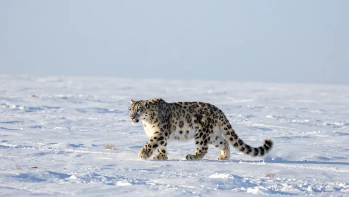 Ta kočka fakt existuje, nebo jen kámen se mnou?