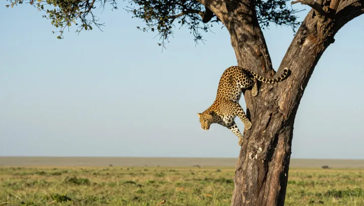 Fyzika leopardího sprintu po kmeni vzhůru