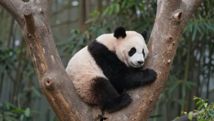 Jak se z masožravce stal specialista na bambus