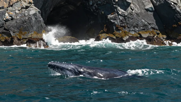 Keporkak jako hrdina? Kosatky v šoku, tuleni jen čumí