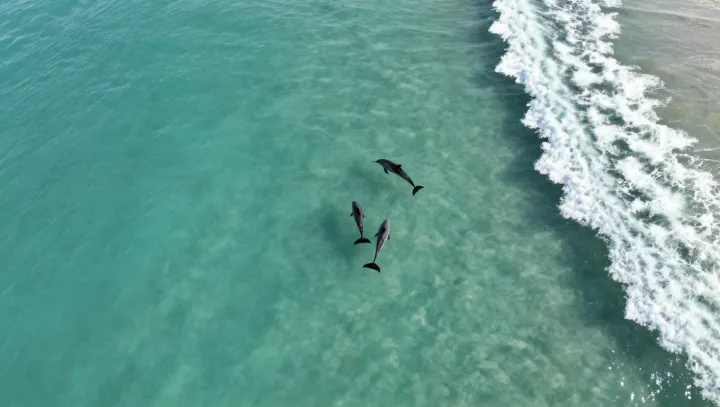 Plachá pobřežní delfínka v hlučné lodní trase