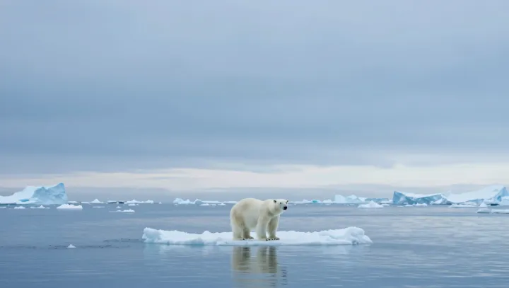 Lední medvědi přibývají… ale jen na chvíli