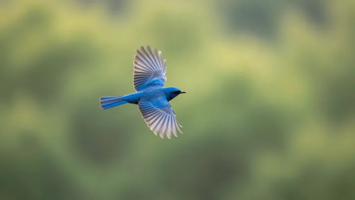 Proč jsou modří ptáci vlastně podvod