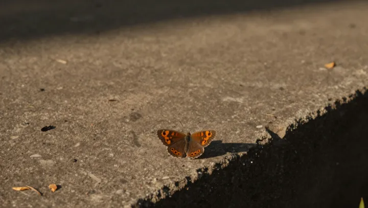 Зачем бабочкам нужно «заряжаться» солнцем