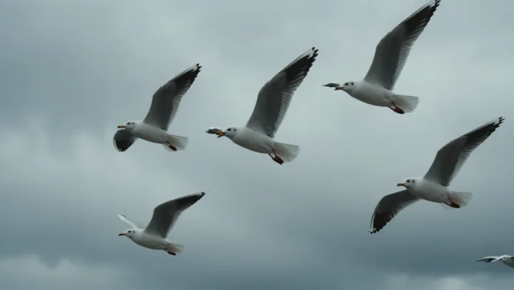 Jak racek pije mořskou vodu a v klidu žije