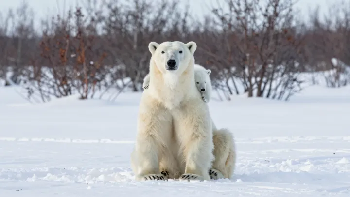 Černé jádro v bílém ledním medvědovi