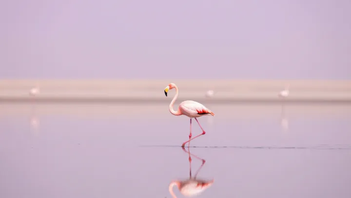 Как серый комочек превращается в фламинго