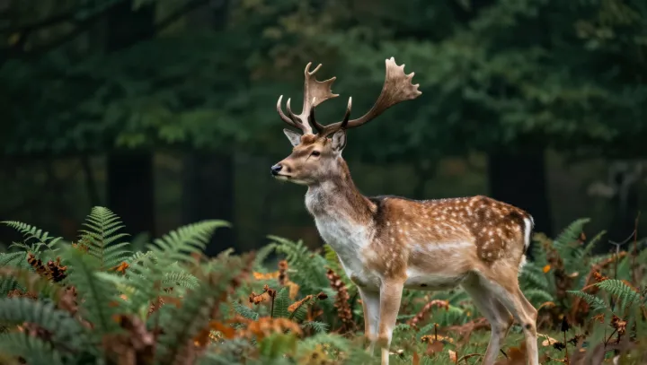 Почему оленята уже бегут, а мы ползём