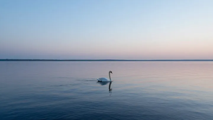 The Swan Romance Myth Meets Genetic Reality