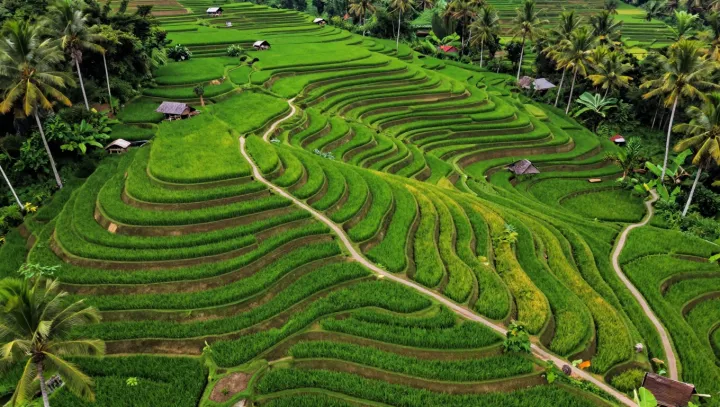 Kdo zkrotil hory: rýže proti gravitaci