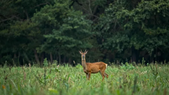 Jak sakra zvládá srna běhat tak rychle