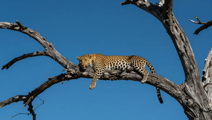 Jak se levhart ztratí v korunách stromů