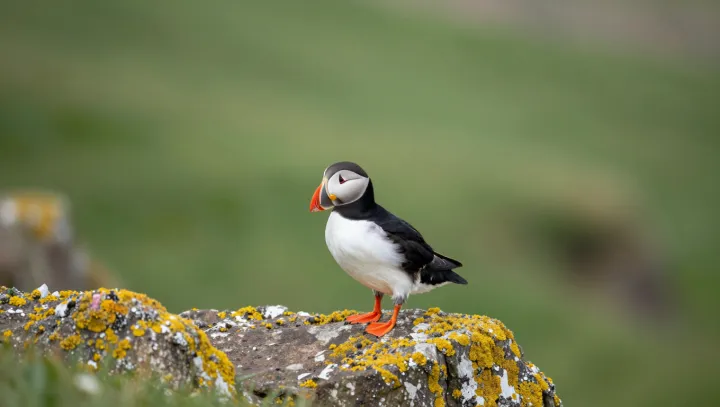 Jak může jeden papuchalk zvládat dva světy