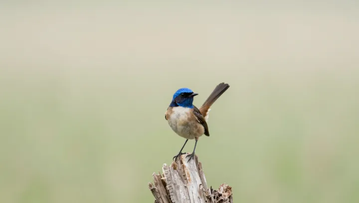 How Birds See a Slower World