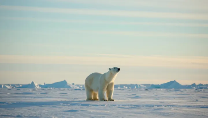 Why Polar Bears Vanish From Infrared View