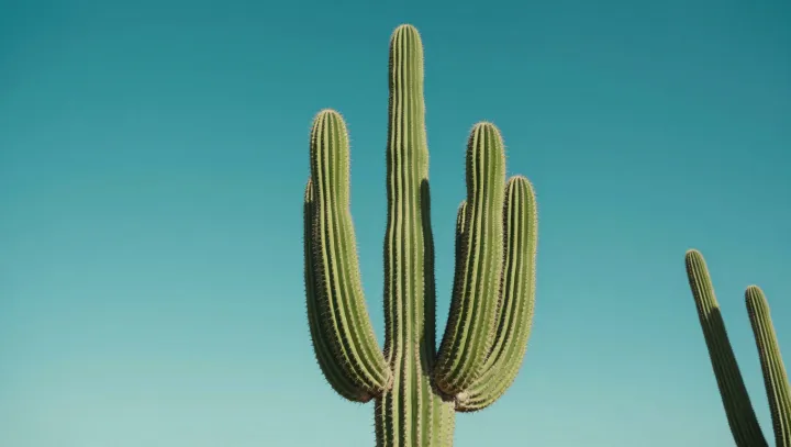 How a Leafless Cactus Stays Full of Water