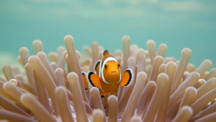 Как рыбки‑клоуны прячутся в яде