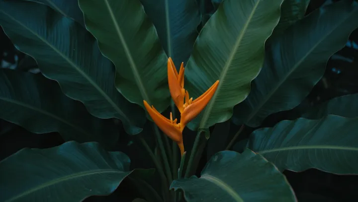 Květina, která střílí pyl jen když prší