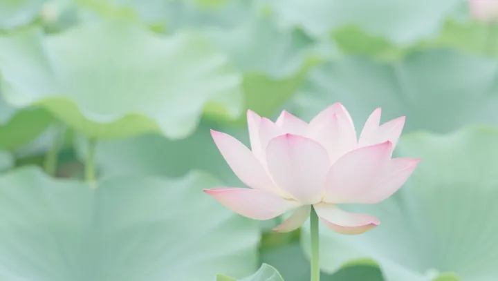 Как лотос вылез из грязи чище всех