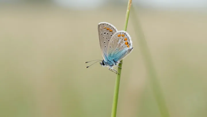 Why Blue Morpho Wings Outshine Blue LEDs