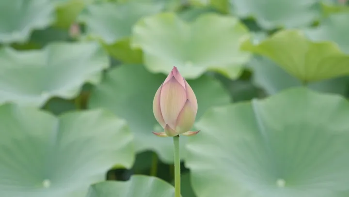 One Lotus, Many Courses