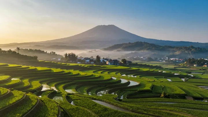 Why Farmers Intentionally Stress Their Crops