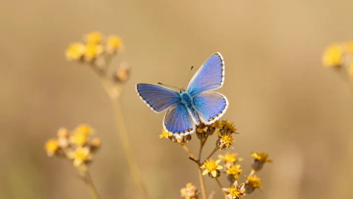 Рисовое зёрнышко мозга против целого континента