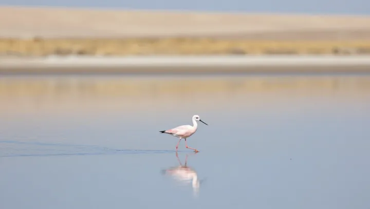 How Migrating Birds Sleep While Still Flying