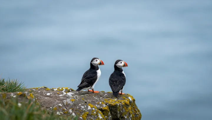 How Puffins Turn One Beak Into a Fish Rack