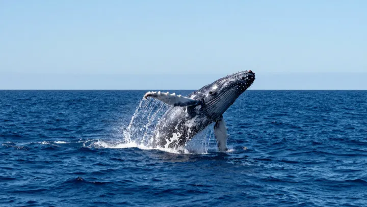 Jak to sakra utáhne srdce plejtváka