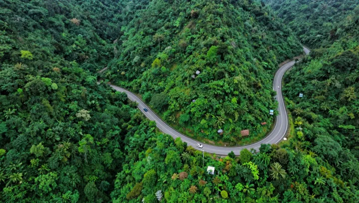 Turn Ground Shots Into Aerial Forest Cinema