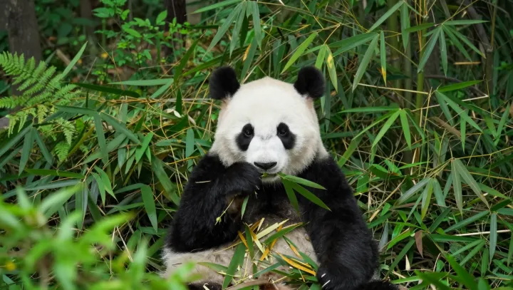 Панда на бамбуке, укус как у хищника