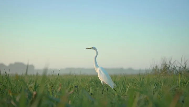 The Silent Yield Boosters in Rice Fields