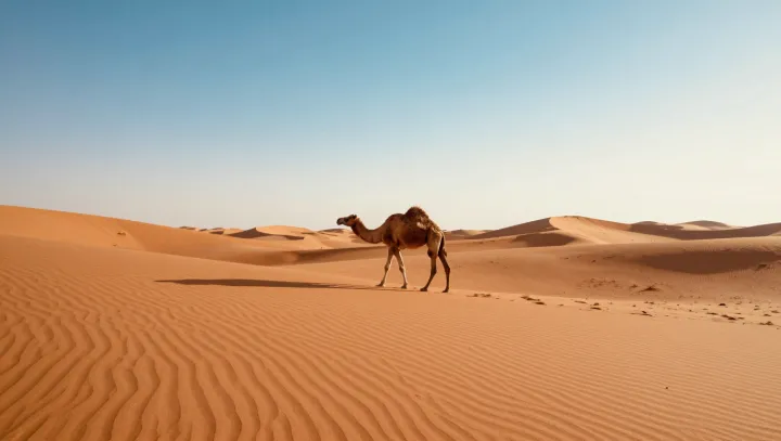How Camels Run a Desert Water Economy