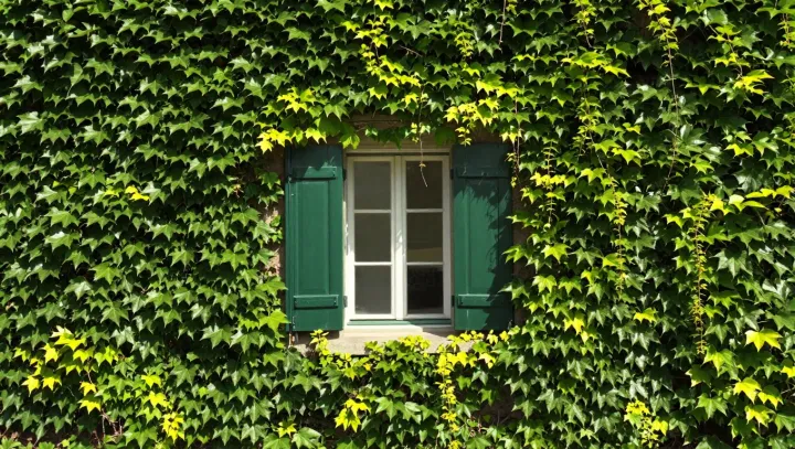 The Quiet Power And Hidden Peril Of Boston Ivy