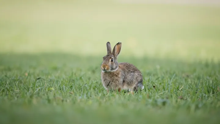 When Herbivores Turn Hunter