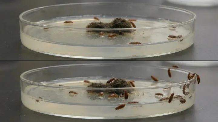 Flea-borne typhus hits record level in L.A.