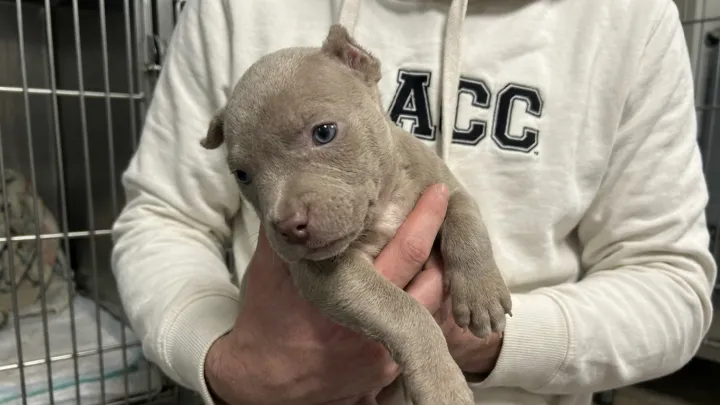 Typhus cases surge in Los Angeles